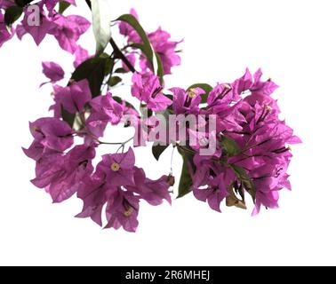 Flora von Gran Canaria - Bougainvillea glabra, führte Zierpflanze ein Stockfoto