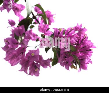 Flora von Gran Canaria - Bougainvillea glabra, führte Zierpflanze ein Stockfoto