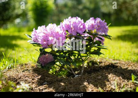 Leuchtend rosafarbene Blüten aus blühendem Rhododendron-Busch am sonnigen Sommertag. Schönheit in der Natur. Stockfoto