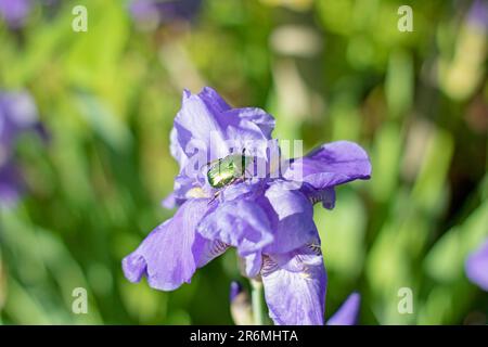 Ein Bronzekäfer sitzt auf einer blauen Irisblume, die von der Sonne hell erleuchtet wird. Nahaufnahme vor einem verschwommenen Hintergrund Stockfoto