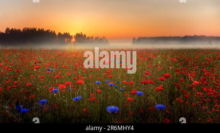 Ein nebiger Sonnenaufgang auf einem Mohnfeld in Dänemark Stockfoto