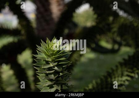 Zweige des Aarokarienbaums auf grünem Hintergrund Stockfoto