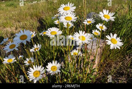 Oxeye Gänseblümchen Stockfoto