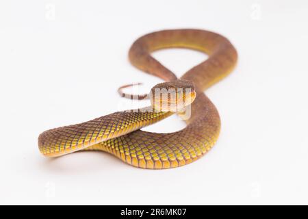Trimeresurus purpureomaculatus Mangrove Grubenviper Schlange oder Shore Grubenviper isoliert auf weißem Hintergrund Stockfoto