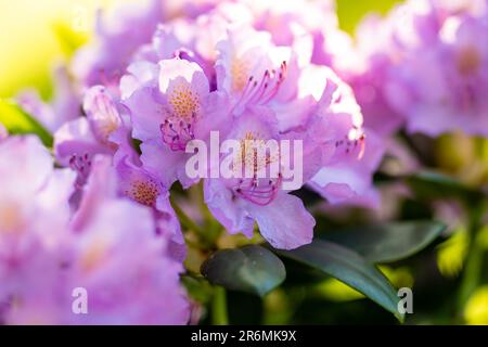 Leuchtend rosafarbene Blüten aus blühendem Rhododendron-Busch am sonnigen Sommertag. Schönheit in der Natur. Stockfoto