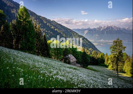 Landschaft mit Bergen und Himmel. Weiße Narzissen blühen im Frühling. Narcissus poeticus. Fasanenauge. Montreux, Caux, Vaud, Schweiz. Stockfoto