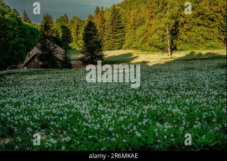 Landschaft mit Bergen und Himmel. Weiße Narzissen blühen im Frühling. Narcissus poeticus. Fasanenauge. Montreux, Schweiz. Stockfoto