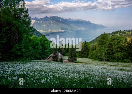 Landschaft mit Bergen und Himmel. Weiße Narzissen blühen im Frühling. Narcissus poeticus. Fasanenauge. Montreux, Caux, Vaud, Schweiz. Stockfoto