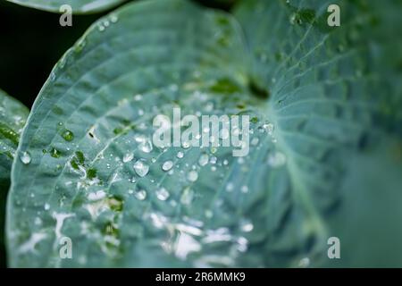 Regentropfen auf einem Blatt Hosta-Busch, auch bekannt als Mehlbananen-Lilie, weithin als schattentolerante Pflanzen kultiviert. Schönheit in der Natur. Stockfoto