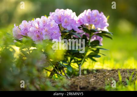 Leuchtend rosafarbene Blüten aus blühendem Rhododendron-Busch am sonnigen Sommertag. Schönheit in der Natur. Stockfoto