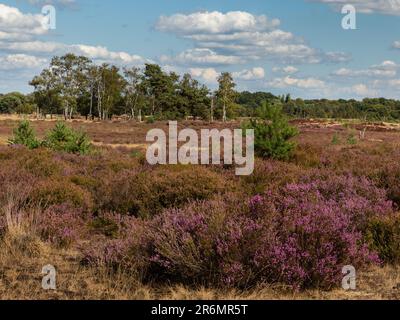 Eine malerische Landschaft mit sanften grünen Hügeln und hohem Gras unter dem wolkigen blauen Himmel Stockfoto