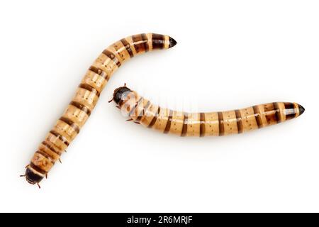 Würmerlarven zophobas isoliert auf weißem Hintergrund. Futter für exotische Tiere. Draufsicht. Flach verlegt Stockfoto