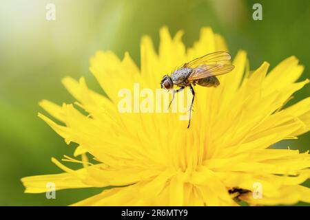 Makrofoto eines Fliegeninsekts auf gelber Blüte von Löwenzahn. Horizontal. Stockfoto