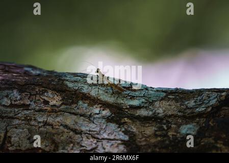 Großaufnahme von Grashüpfer auf Rinde im Wald von Costa Rica Stockfoto