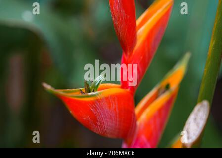 Extreme Nahaufnahme von roter Ingwerblume, die im Wald in Costa Rica wächst Stockfoto