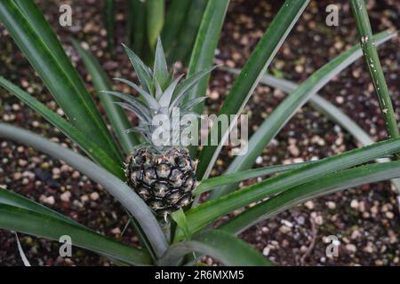 Ananasfrucht, im lateinischen als Ananas comosus L. Marr bezeichnet, die auf natürliche Weise aus einer Rosette von Blättern wächst. Stockfoto