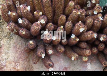 Blühender Kaktus aus lateinischer Mammillaria elongata gegen Susbcrocea, der in dicht gepackten Clustern wächst. Stockfoto