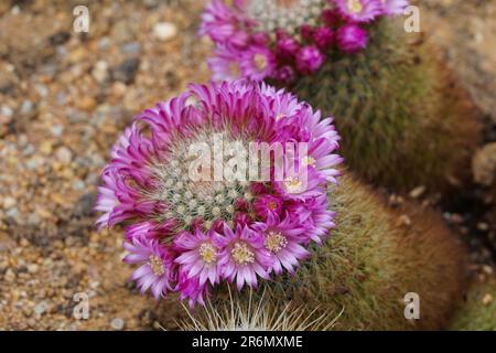 Blühender Kaktus bei der lateinischen Mammillaria spinosissima Lem. Mit Lilienblütenareola auf den kugelförmigen Stämmen. Stockfoto