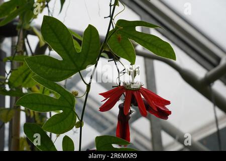 Passiflora racemosa ist eine rote Passionsblume, die in einem botanischen Garten gefangen ist. Stockfoto