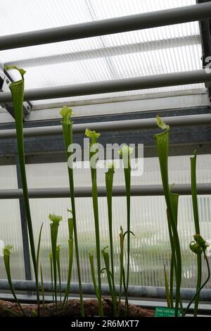 Fleischfresser in lateinischer Sprache namens Sarracenia areolata in einem Gewächshaus eines botanischen Gartens. Stockfoto