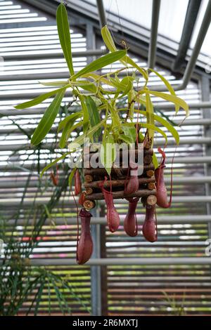 Nepenthes Coccinea, eine fleischfressende Pflanze, die auch als tropische Pitcher-Pflanzen bezeichnet wird und in einem Hängetopf in einem botanischen Garten kultiviert wird. Stockfoto