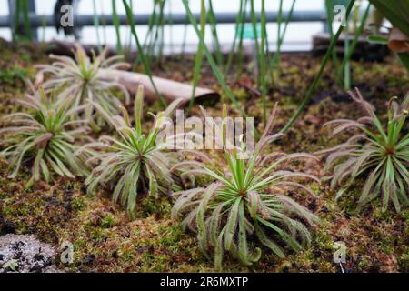 Die fleischfressende Pflanze Drosera capensis aus dem Gewächshaus eines botanischen Gartens. Stockfoto