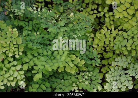 Farne mit grünen Farbschattierungen wachsen übereinander. Der Ausschnitt der Leaves ist als Hintergrund für Pflanzenthemen geeignet. Nahaufnahme. Stockfoto