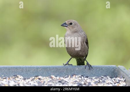 Weiblicher brauner Cowbird in Vancouver BC Kanada Stockfoto