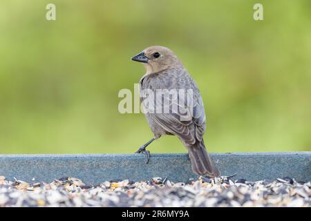 Braunköpfiger Cowbird in Vancouver BC Canada Stockfoto