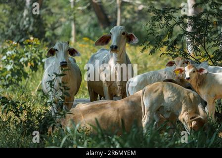 Brahmankühe und Kälber, die auf einer Grasfarm in Costa Rica weiden Stockfoto