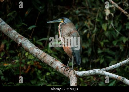 Agami-Reiher auf einem Ast im Tortuguero-Nationalpark Stockfoto