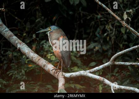 Agami-Reiher auf einem Ast im Tortuguero-Nationalpark Stockfoto