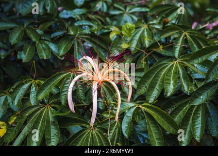 Wunderschöne Blume von Pachira Aquatica ein tropischer Feuchtbaum im Tortuguero Nationalpark Stockfoto