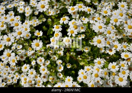 Nahaufnahme der Gänseblümchen im Landhaus Ettenbuehl im Südwesten Deutschlands Stockfoto