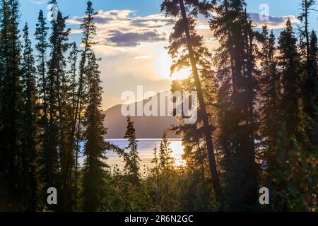 Atemberaubender, farbenfroher Sonnenuntergang im Frühling aus dem Norden Kanadas mit wunderbaren gelben, leuchtenden Sonnenstrahlen, die durch den Wald der Fichtenbäume scheinen Stockfoto