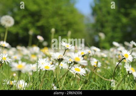 Eine große Gruppe von Gänseblümchen ist im Frühling auf einem grünen Grasfeld zu sehen Stockfoto