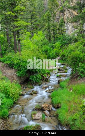 stromschnellen im Forellen-Creek-Canyon über dem Campingplatz der Selbstjustizler in der Nähe von york, montana Stockfoto