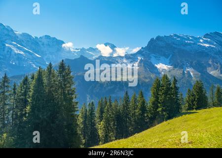 Idyllische Sommerlandschaft in den Alpen mit frischen grünen Wiesen und schneebedeckten Berggipfeln im Hintergrund. Die Schweiz Stockfoto