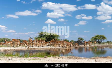 Impala Herde (Aepyceros melampus) trinkt in einem Wasserloch im Onkolo Hide, Onguma Wildreservat, Namibia, Afrika Stockfoto