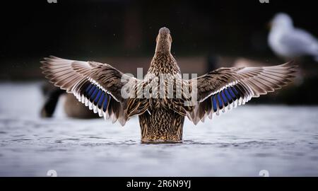 Eine weibliche Mallard schwimmt in einem Teich und streckt ihre Flügel nach außen, um frische Luft zu schnappen Stockfoto