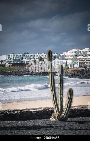 Kakteen in Strandnähe in Costa Teguise, Lanzarote, Kanarische Inseln Stockfoto