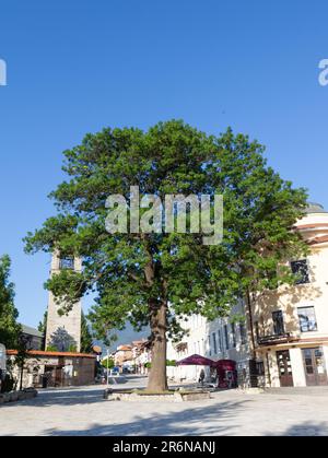 Bansko, Bulgarien - 30. Juni 2022: Stadt Bansko. Großer grüner Baum im Zentrum der Stadt mit blauem Himmel. Stockfoto