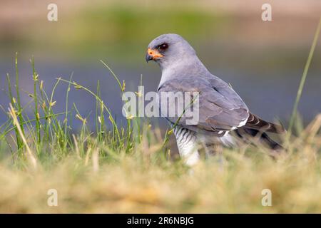 Gabar Goshawk (Micronisus gabar) – Onkolo Hide, Onguma Game Reserve, Namibia, Afrika Stockfoto