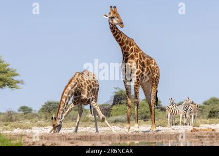 Giraffen trinken im Waterhole - Onkolo Hide, Onguma Game Reserve, Namibia, Afrika Stockfoto