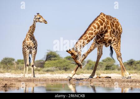 Giraffen trinken im Waterhole - Onkolo Hide, Onguma Game Reserve, Namibia, Afrika Stockfoto