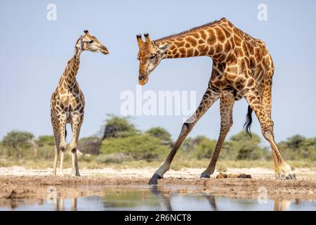 Giraffen trinken im Waterhole - Onkolo Hide, Onguma Game Reserve, Namibia, Afrika Stockfoto