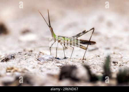 Nahaufnahme des langköpfigen Grashüpfers (Acrida-Arten) - Onguma Game Reserve, Namibia, Afrika Stockfoto