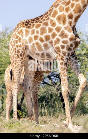 Junge Giraffenpflege - Onkolo Hide, Onguma Wildreservat, Namibia, Afrika Stockfoto