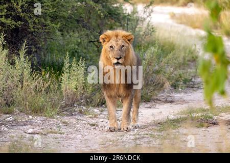 Alter männlicher Löwe (Panthera leo) – Onguma Game Reserve, Namibia, Afrika Stockfoto