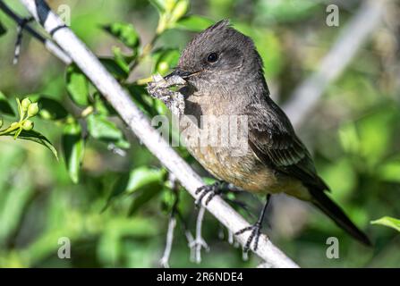 Say's Phoebe (Sayornis Saya) mit Fang Stockfoto